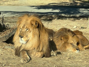 群馬サファリパークに投稿された画像（2024/1/4）