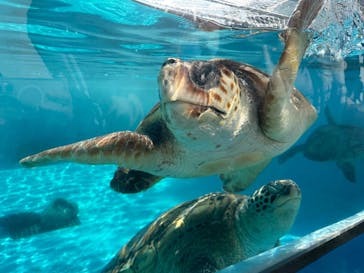 鴨川シーワールドに投稿された画像（2024/1/4）