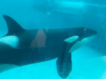 鴨川シーワールドに投稿された画像（2024/1/4）