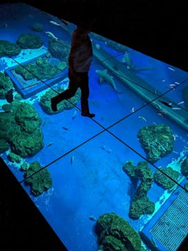 DMMかりゆし水族館に投稿された画像（2024/1/4）