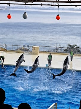 マリンワールド海の中道に投稿された画像（2024/1/4）