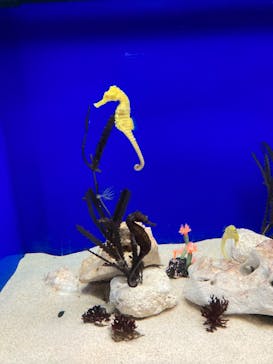 サンシャイン水族館に投稿された画像（2024/1/4）