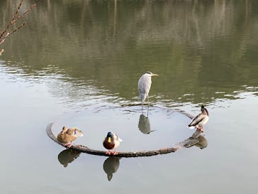 三溪園に投稿された画像（2024/1/4）