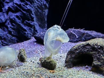 環境水族館アクアマリンふくしまに投稿された画像（2024/1/4）