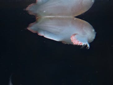 環境水族館アクアマリンふくしまに投稿された画像（2024/1/4）