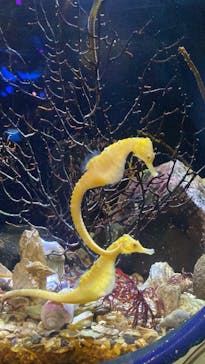 新江ノ島水族館に投稿された画像（2024/1/4）