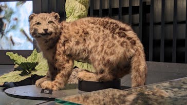 国立科学博物館に投稿された画像（2024/1/4）