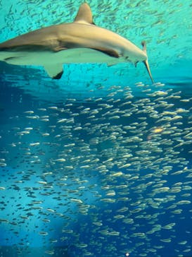 沖縄美ら海水族館に投稿された画像（2024/1/4）