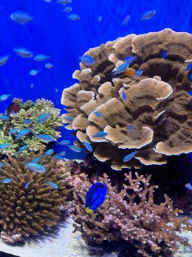 沖縄美ら海水族館に投稿された画像（2024/1/4）