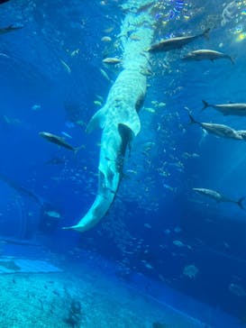 沖縄美ら海水族館に投稿された画像（2024/1/4）