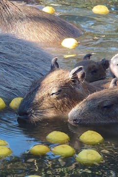 伊豆シャボテン動物公園に投稿された画像（2024/1/4）