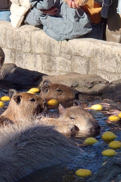 伊豆シャボテン動物公園に投稿された画像（2024/1/4）