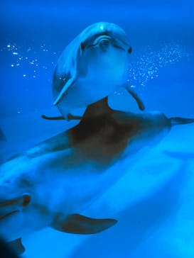 鴨川シーワールドに投稿された画像（2024/1/4）