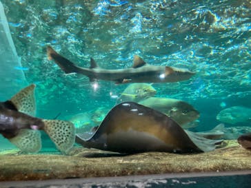 鴨川シーワールドに投稿された画像（2024/1/4）