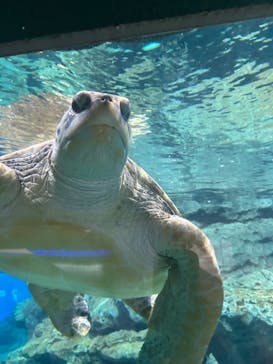 名古屋港水族館に投稿された画像（2024/1/4）