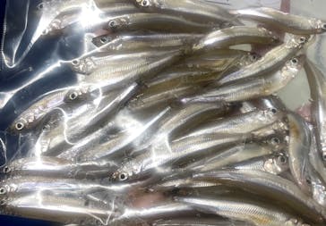 NaturaBaseに投稿された画像（2024/1/4）