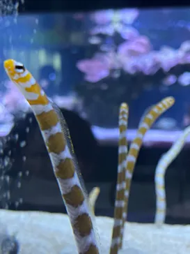 すみだ水族館に投稿された画像（2024/1/4）