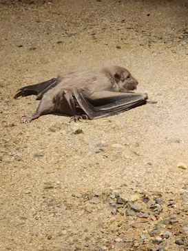 天王寺動物園に投稿された画像（2024/1/4）