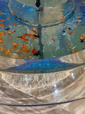 DMMかりゆし水族館に投稿された画像（2024/1/4）