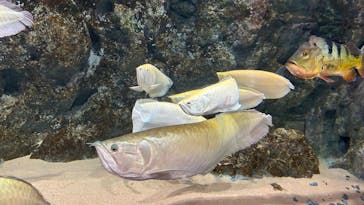 DMMかりゆし水族館に投稿された画像（2024/1/4）