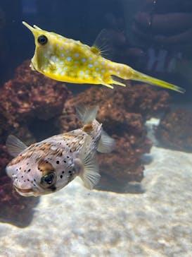 DMMかりゆし水族館に投稿された画像（2024/1/4）