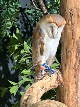 DMMかりゆし水族館に投稿された画像（2024/1/4）