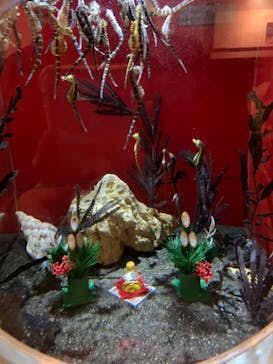 しながわ水族館に投稿された画像（2024/1/4）