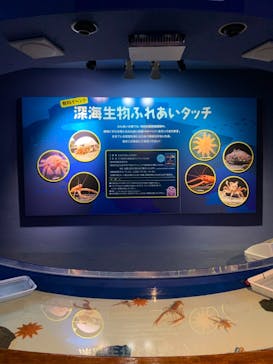 しながわ水族館に投稿された画像（2024/1/4）