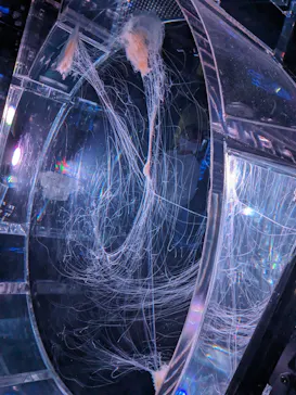 マクセル アクアパーク品川に投稿された画像（2024/1/4）