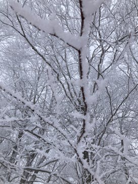 秋田八幡平スキー場に投稿された画像（2024/1/4）