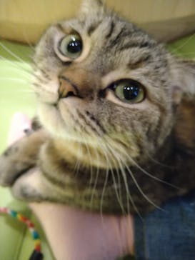 猫カフェモカ　新宿店に投稿された画像（2024/1/4）