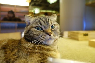 猫カフェモカ　新宿店に投稿された画像（2024/1/4）