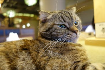 猫カフェモカ　新宿店に投稿された画像（2024/1/4）