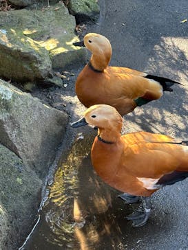 伊豆シャボテン動物公園に投稿された画像（2024/1/4）