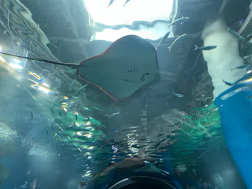 マクセル アクアパーク品川に投稿された画像（2024/1/4）