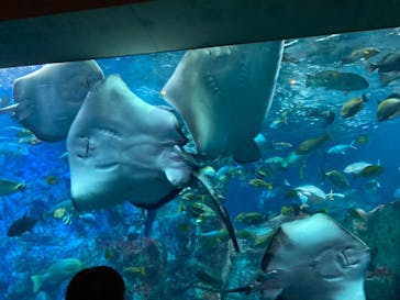 大分マリーンパレス水族館 「うみたまご」に投稿された画像（2024/1/4）