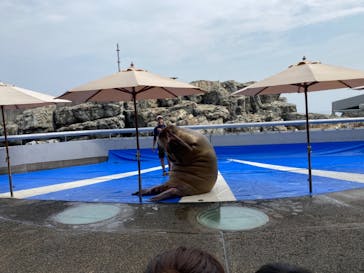 大分マリーンパレス水族館 「うみたまご」に投稿された画像（2024/1/4）