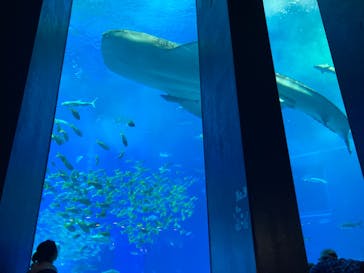 沖縄美ら海水族館に投稿された画像（2024/1/4）