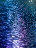 名古屋港水族館に投稿された画像（2024/1/5）