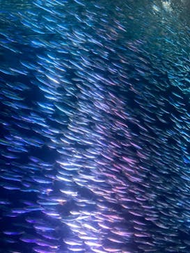 名古屋港水族館に投稿された画像（2024/1/4）