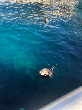 伊豆・三津シーパラダイスに投稿された画像（2024/1/5）