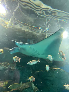 マクセル アクアパーク品川に投稿された画像（2024/1/5）