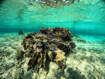 武藤潜水に投稿された画像（2024/1/5）