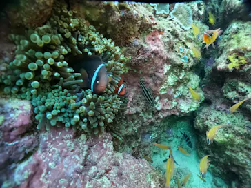 武藤潜水に投稿された画像（2024/1/5）