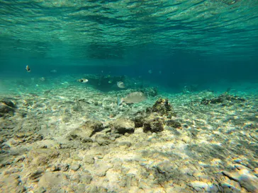 武藤潜水に投稿された画像（2024/1/5）