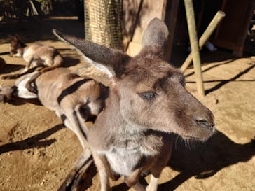 伊豆シャボテン動物公園に投稿された画像（2024/1/5）