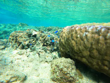 武藤潜水に投稿された画像（2024/1/5）