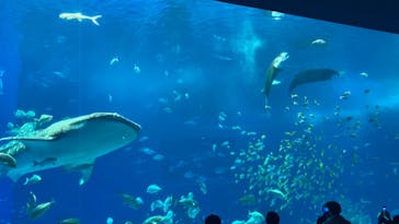 沖縄美ら海水族館に投稿された画像（2024/1/5）