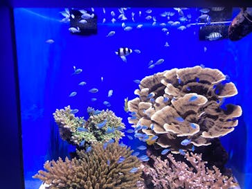 沖縄美ら海水族館に投稿された画像（2024/1/5）