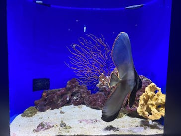 沖縄美ら海水族館に投稿された画像（2024/1/5）